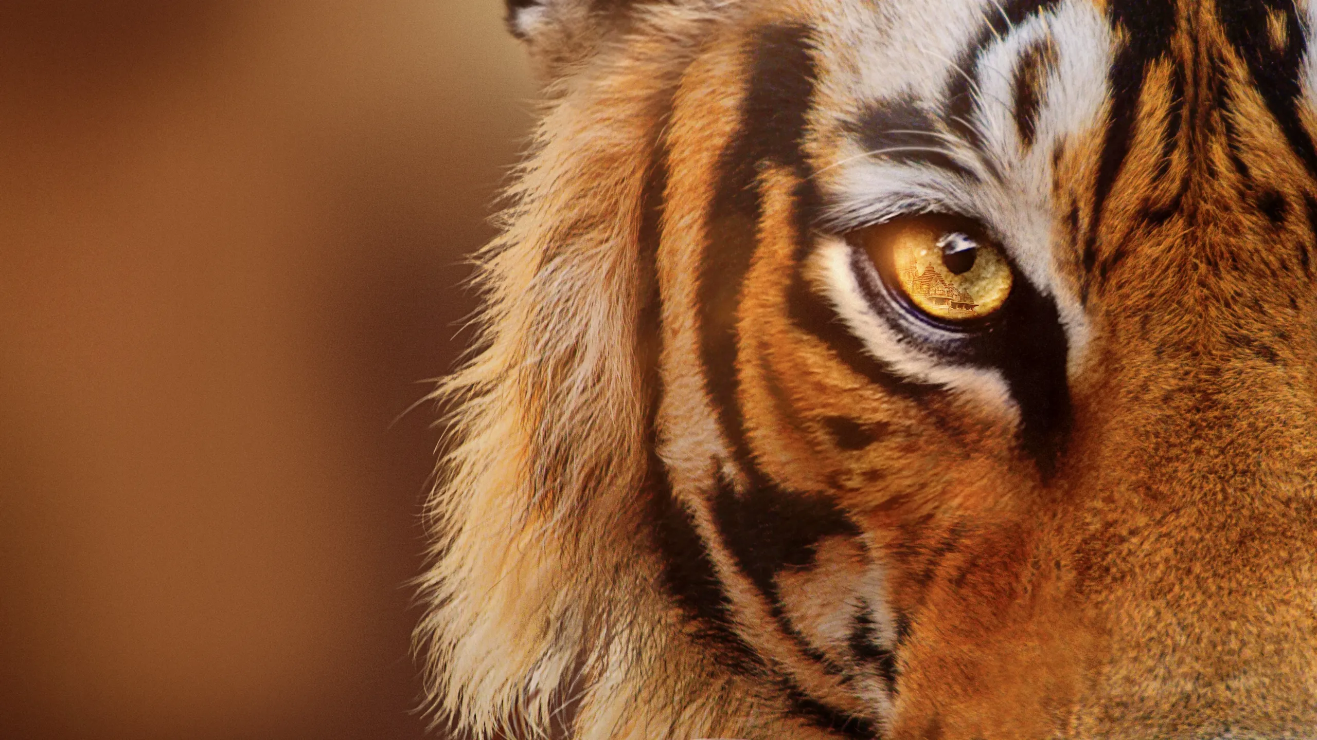 Jak se natáčel dokument Tygři