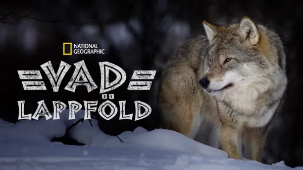 thumbnail - Vad Lappföld