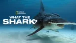 thumbnail - What the Shark?