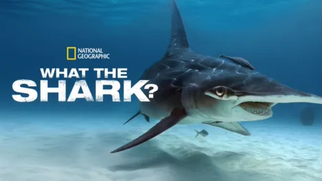thumbnail - What the Shark?