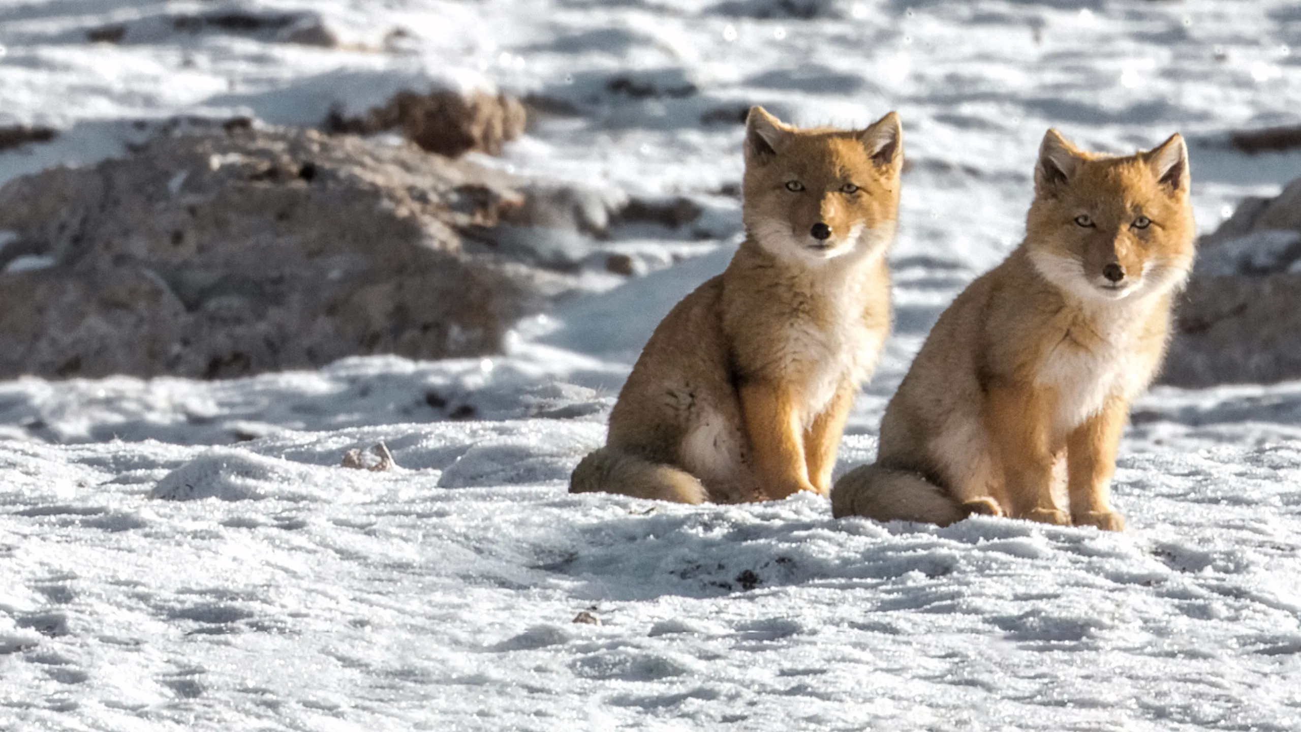 Ghost of the Mountains