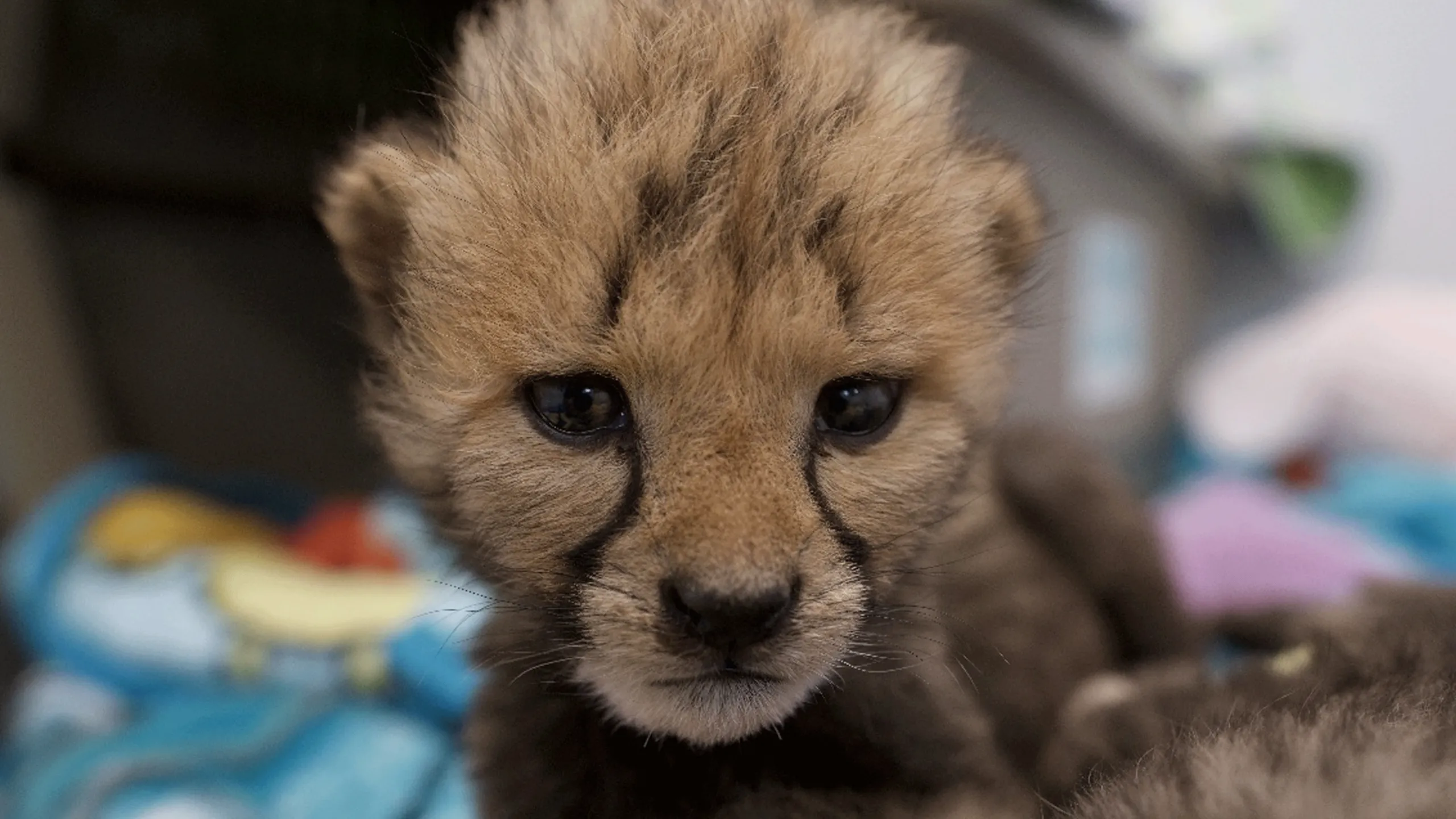 thumbnail - S2:E1 Love Is A Cheetah Cub