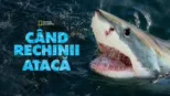thumbnail - Când rechinii atacă