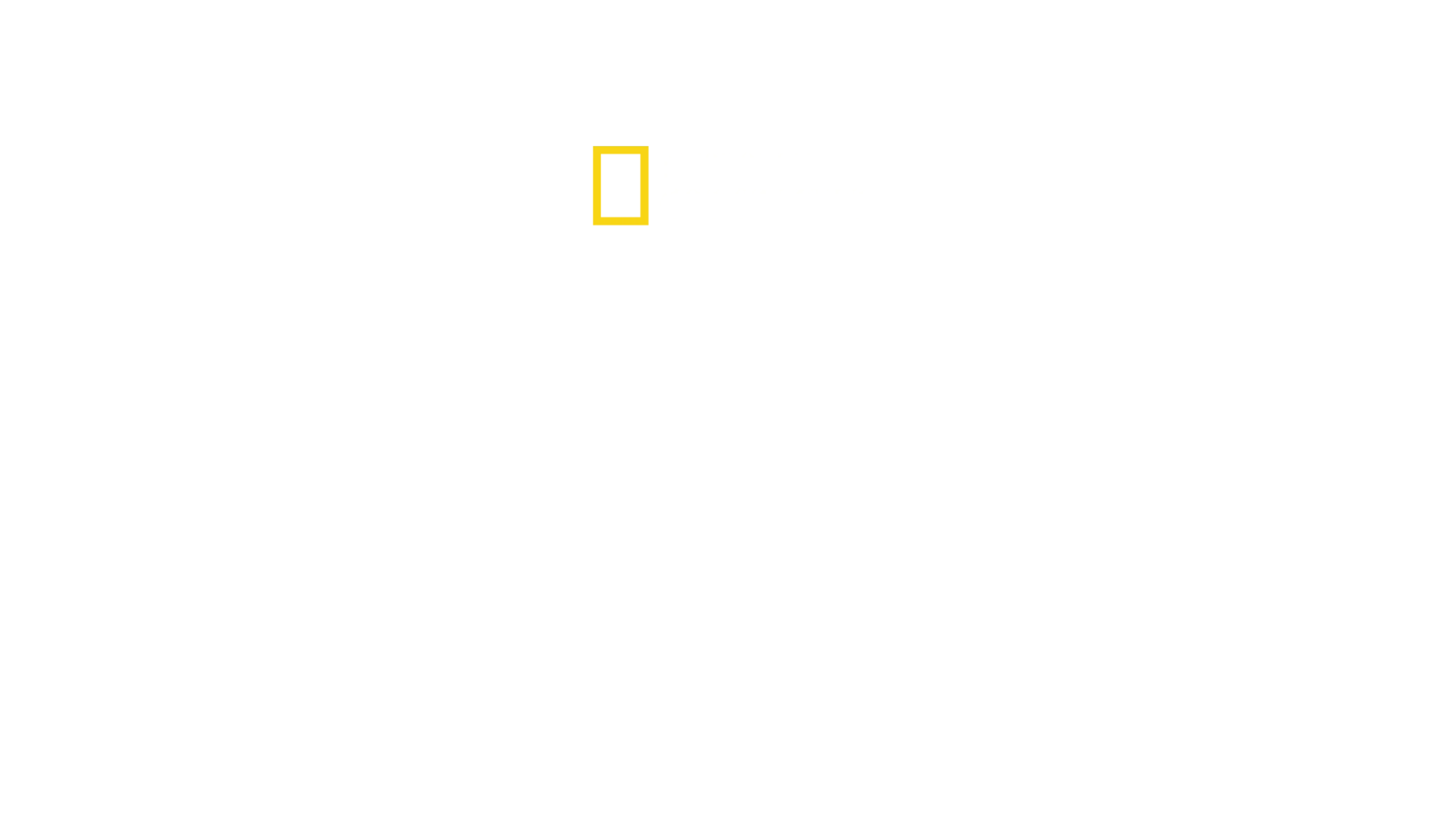 Camo Sharks