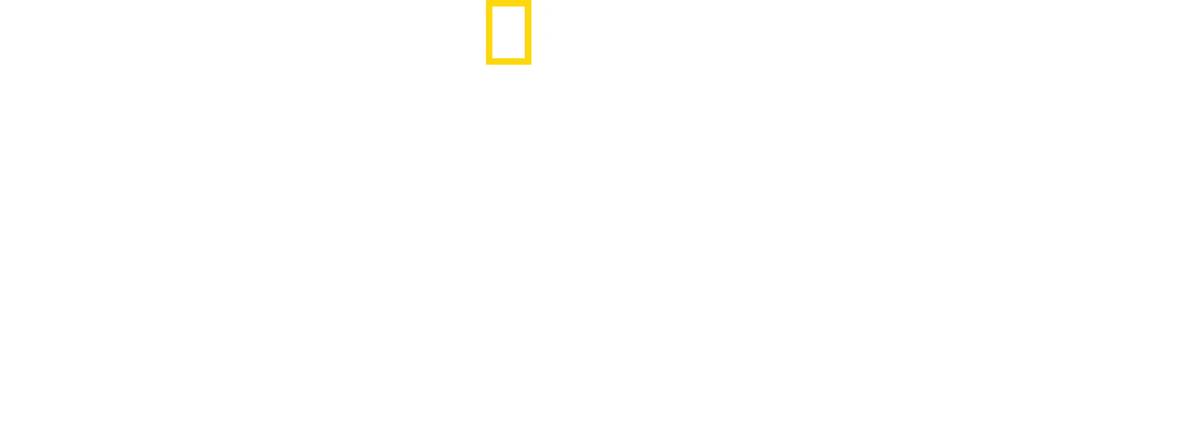 Camo Sharks