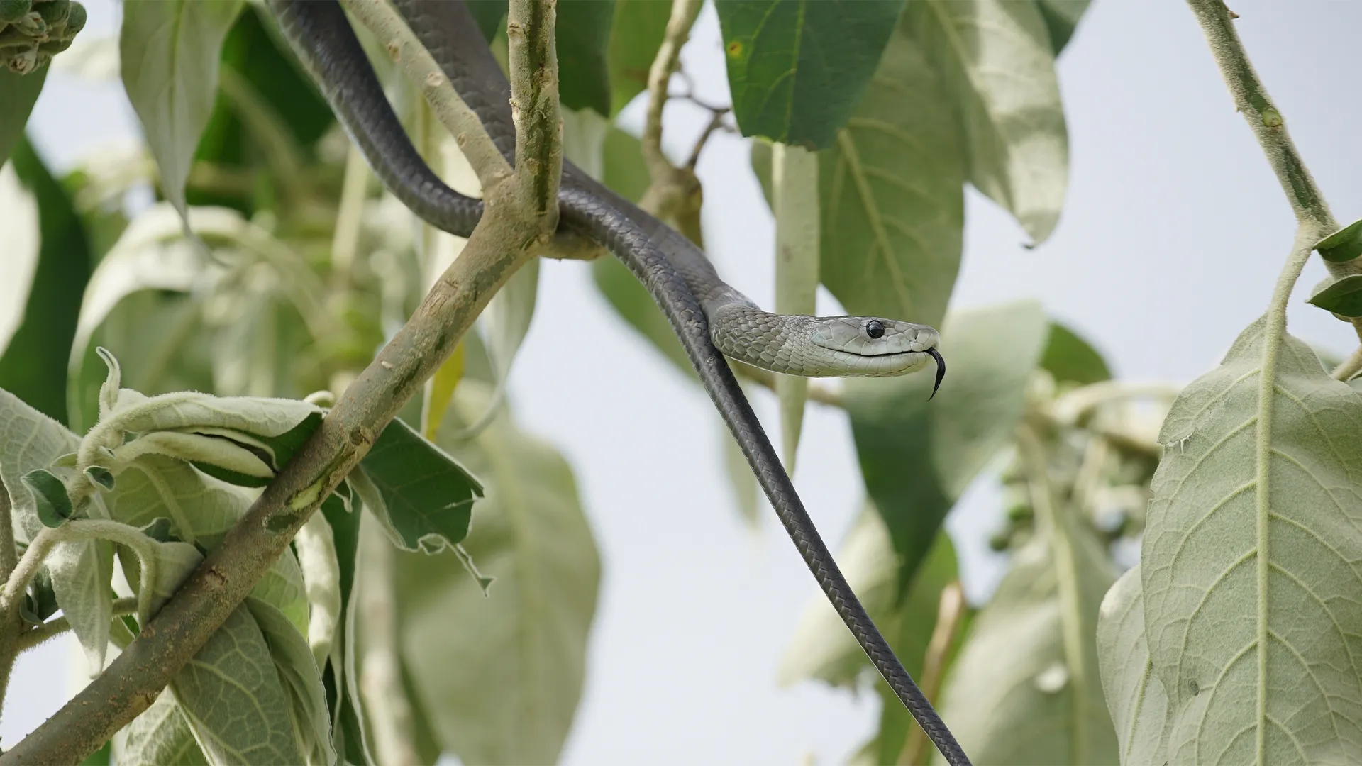 thumbnail - S1:E2 Snakes of Africa