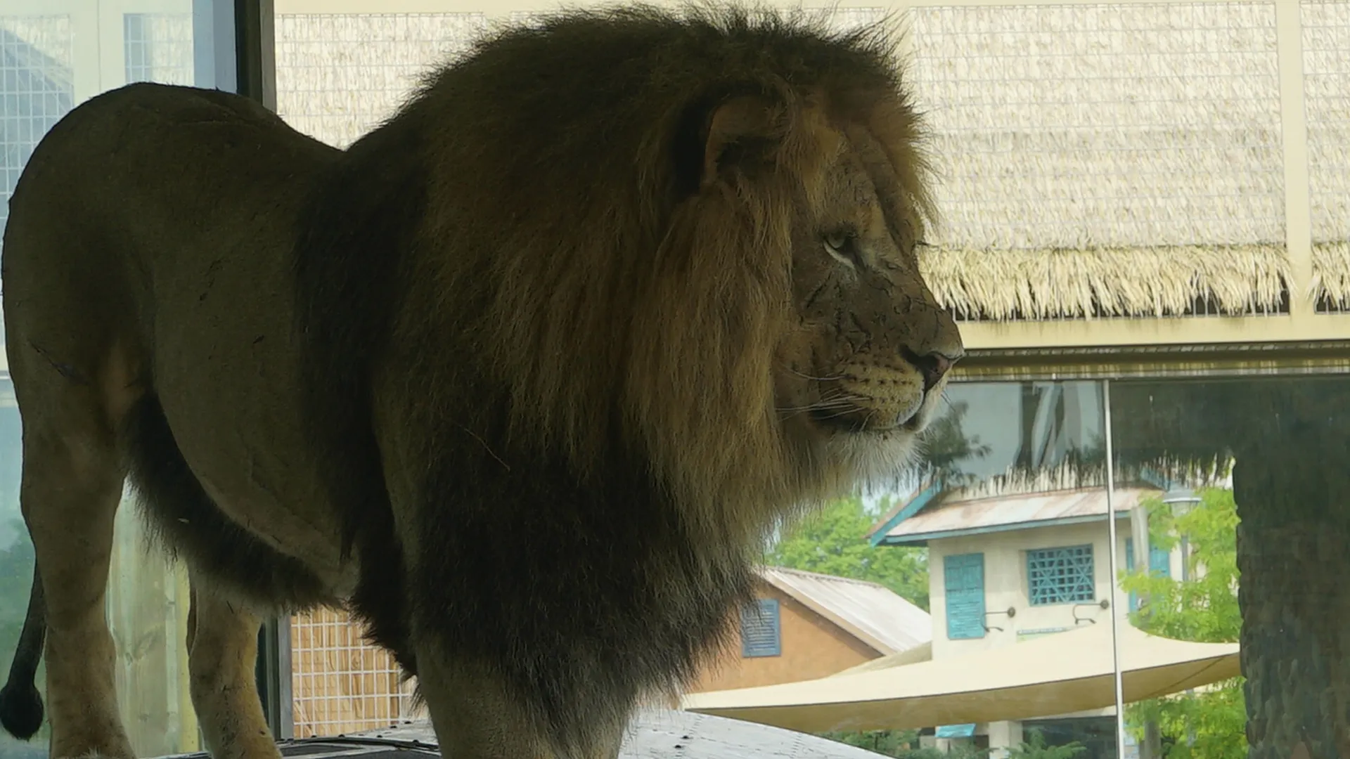 thumbnail - S5:E7 Roary the Lionheart