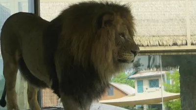 thumbnail - S5:E7 Roary the Lionheart