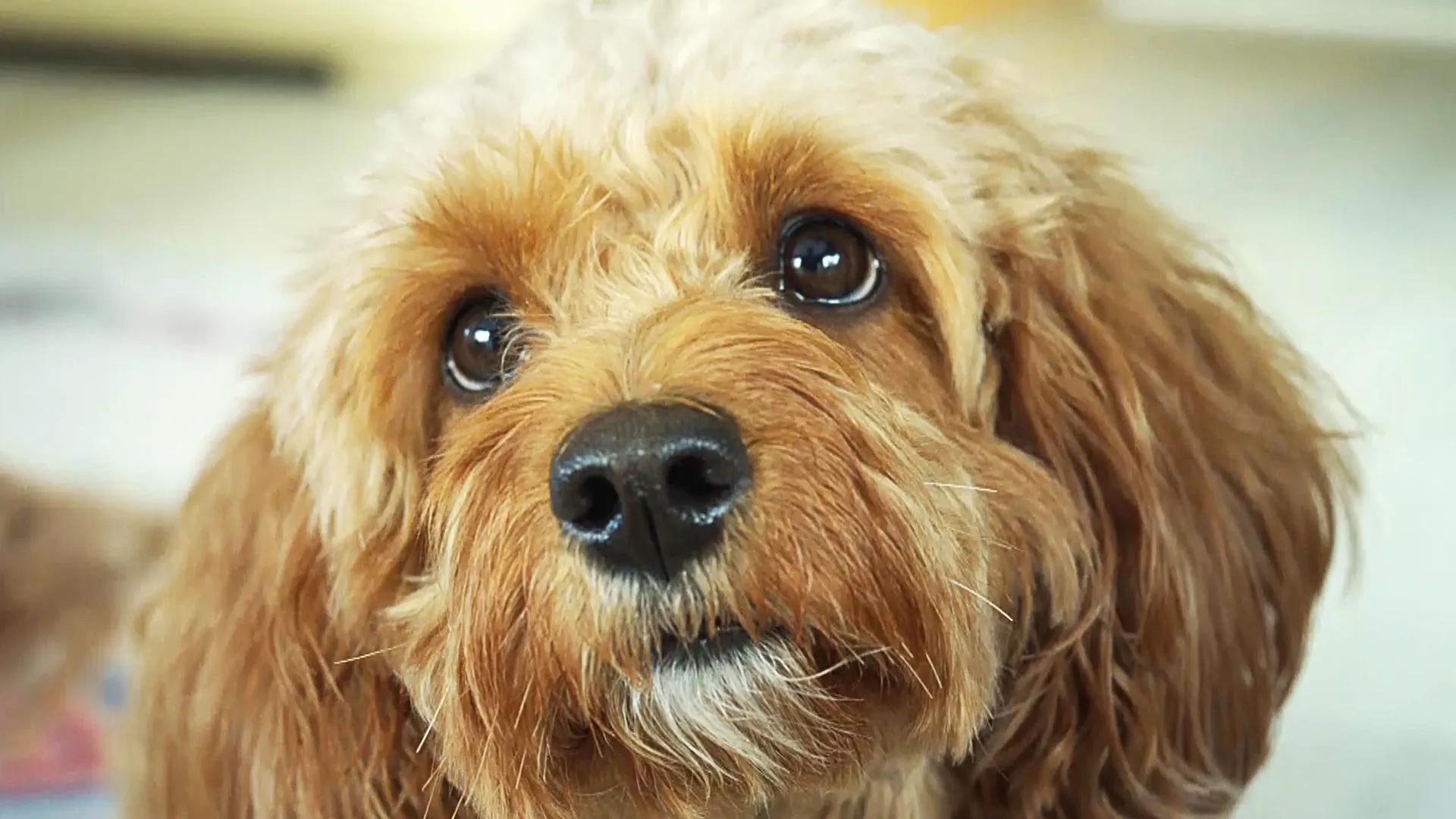 thumbnail - S1:E2 Not So Standard Poodles, Pups, and Personalities