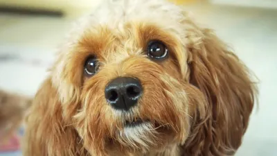 thumbnail - S1:E2 Not So Standard Poodles, Pups, and Personalities