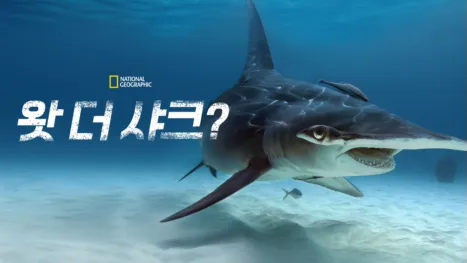 thumbnail - 왓 더 샤크?