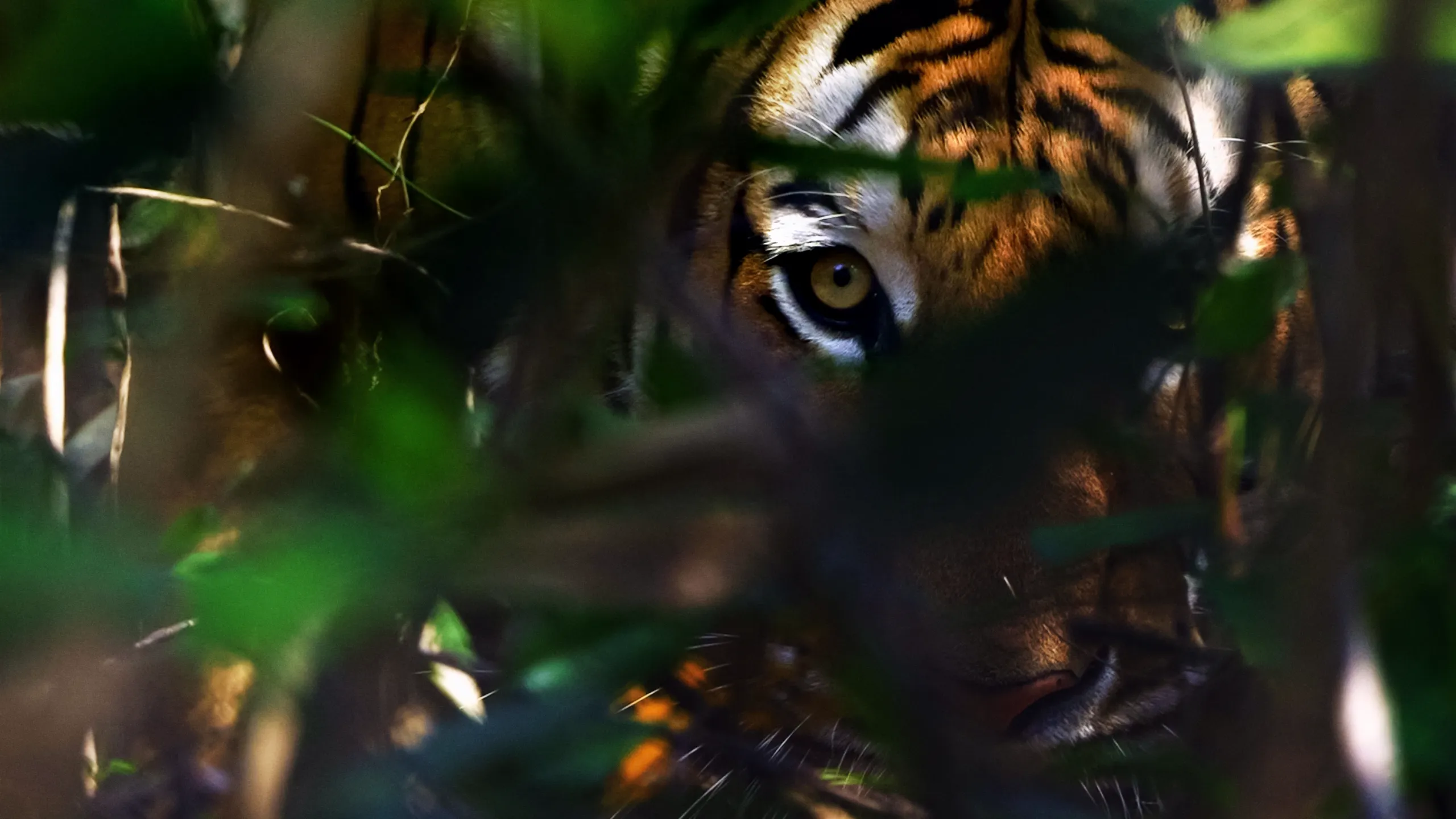 Thailand's Wild Cats