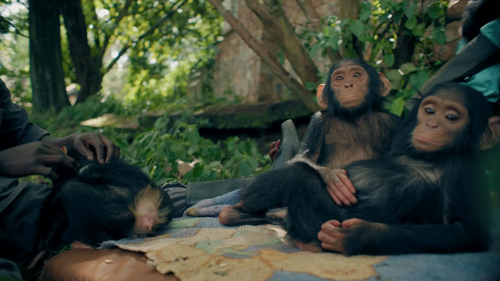 thumbnail - S4:E5 Apes