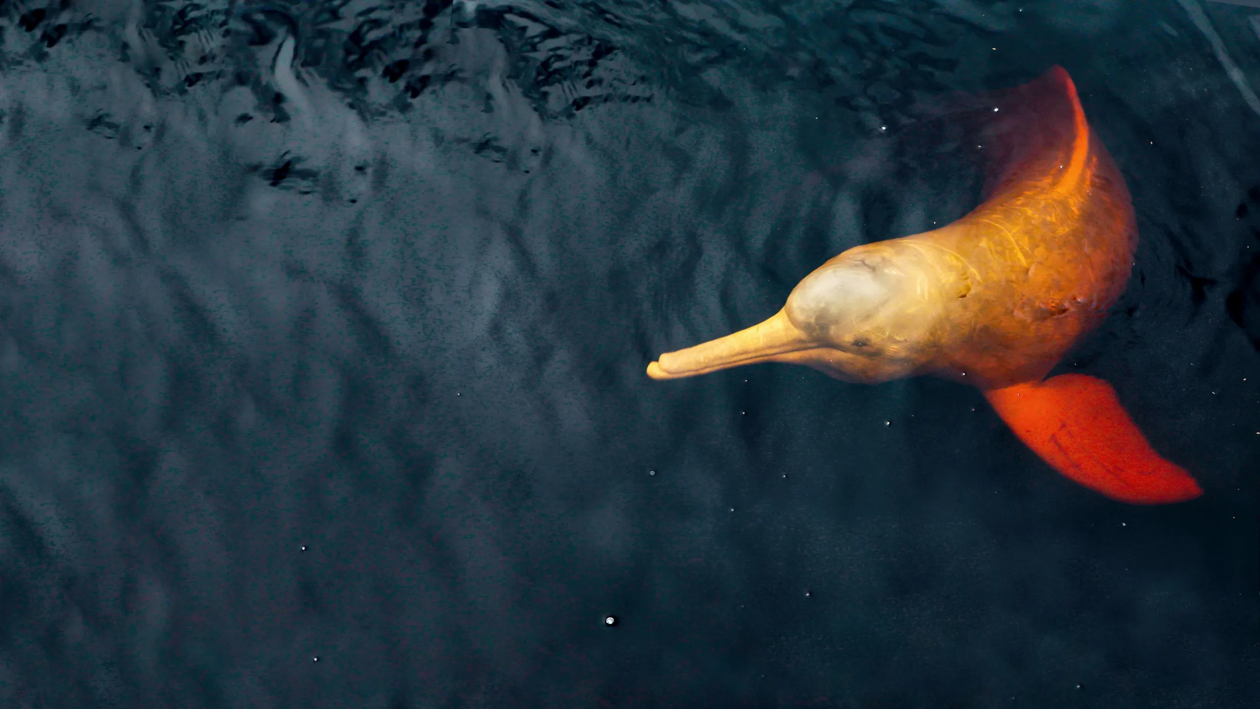 South America's Weirdest Animals