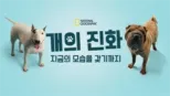 thumbnail - 개의 진화: 지금의 모습을 갖기까지