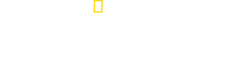 Orche Vs Squali