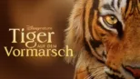 thumbnail - Tiger auf dem Vormarsch