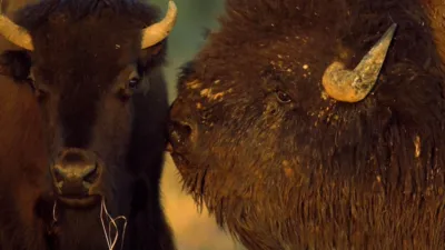 thumbnail - S6:E4 Deadly Under Dogs