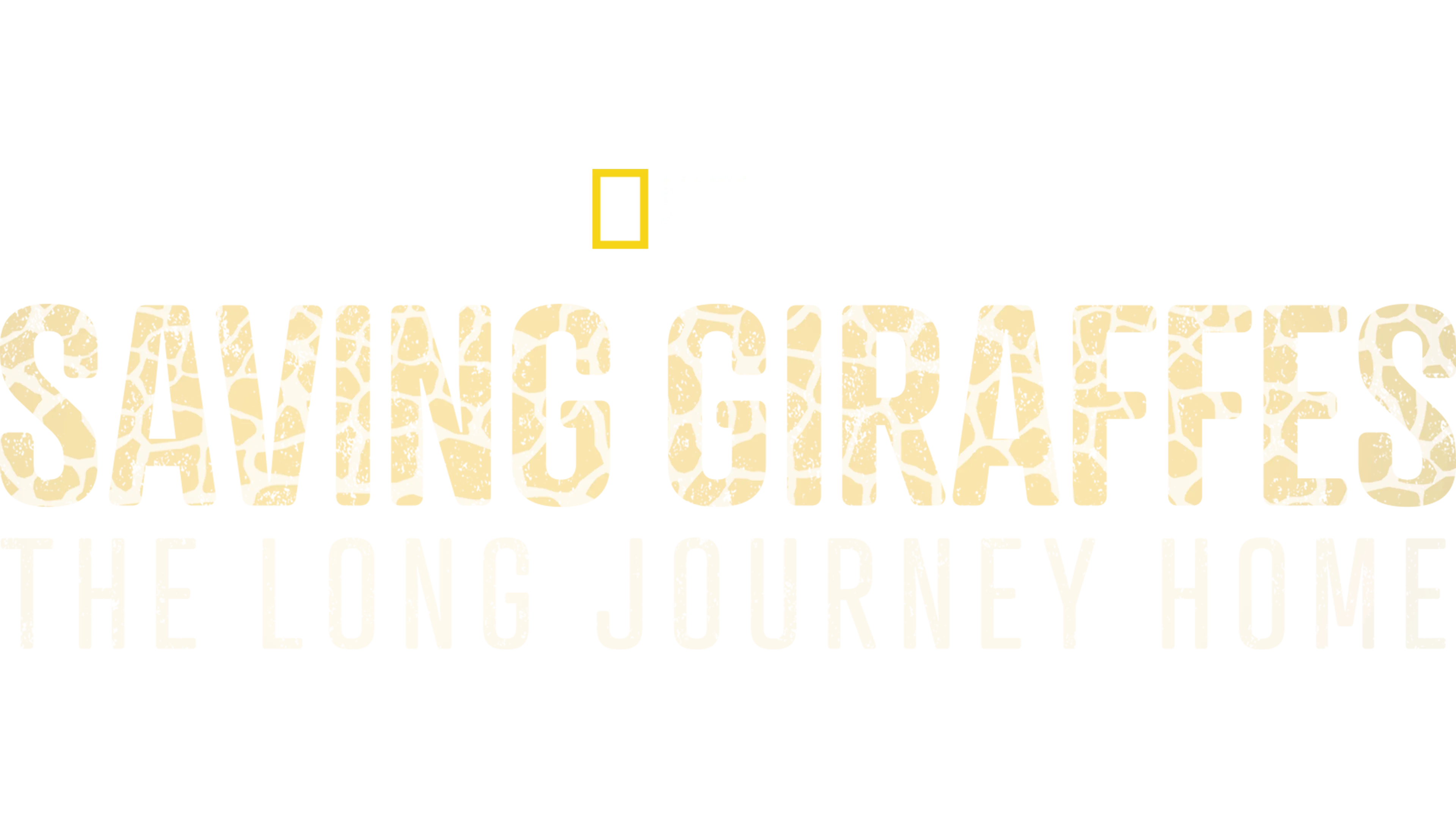 Saving Giraffes: The Long Journey Home