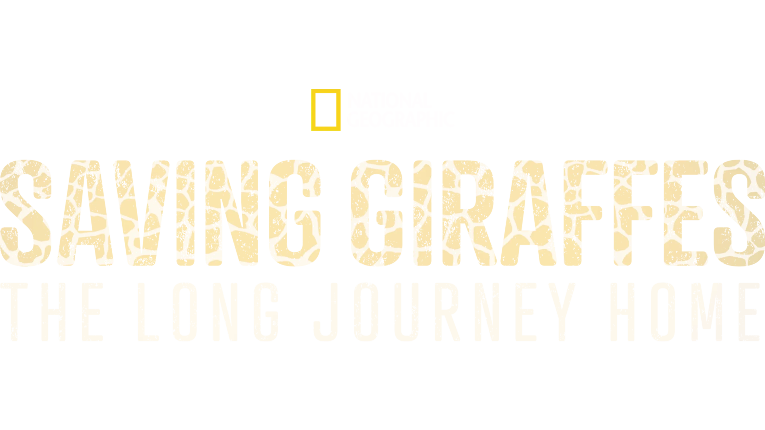 Saving Giraffes: The Long Journey Home