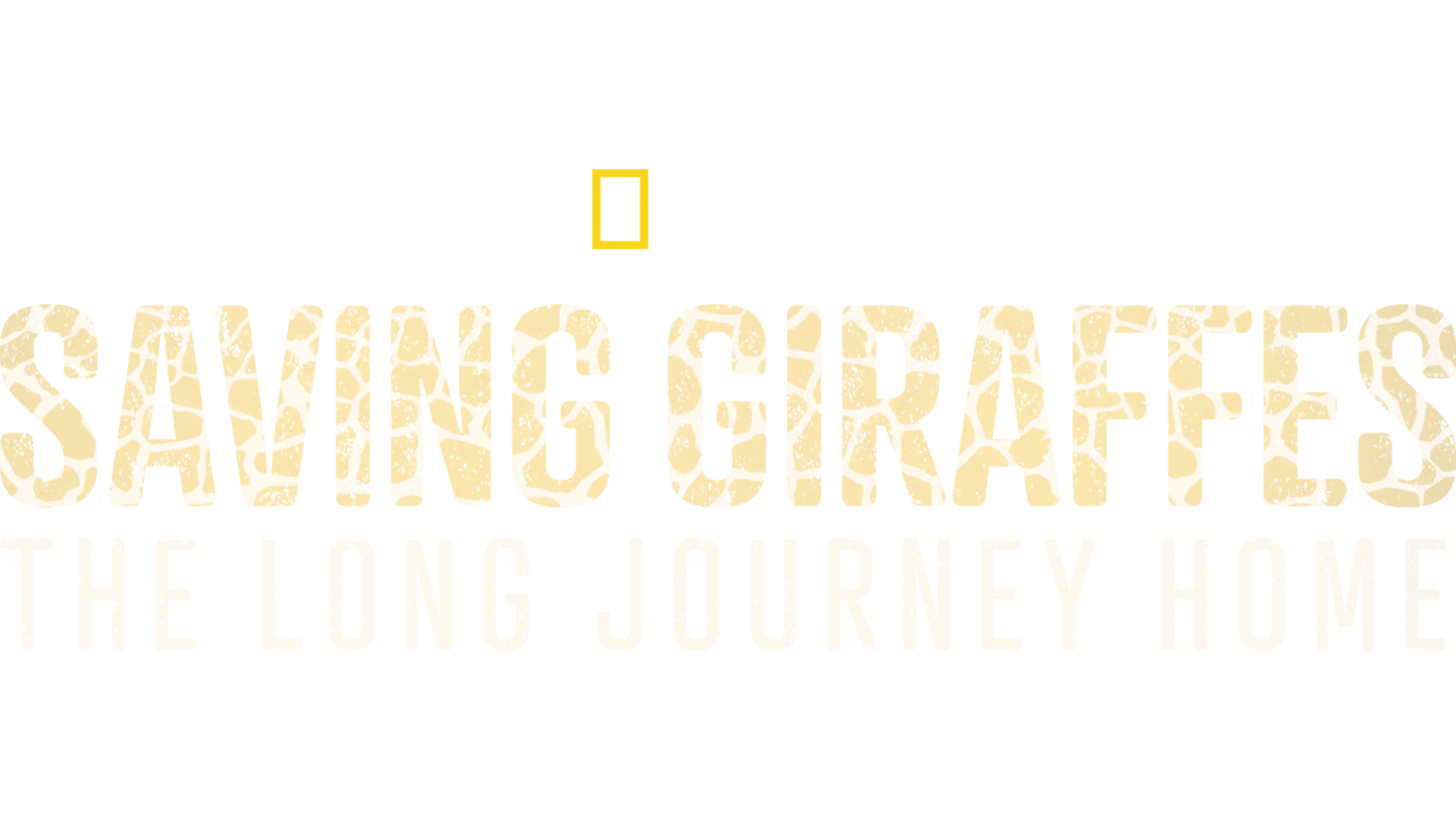 Saving Giraffes: The Long Journey Home