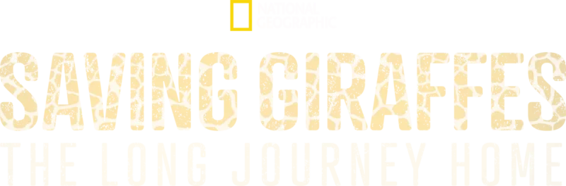 Saving Giraffes: The Long Journey Home