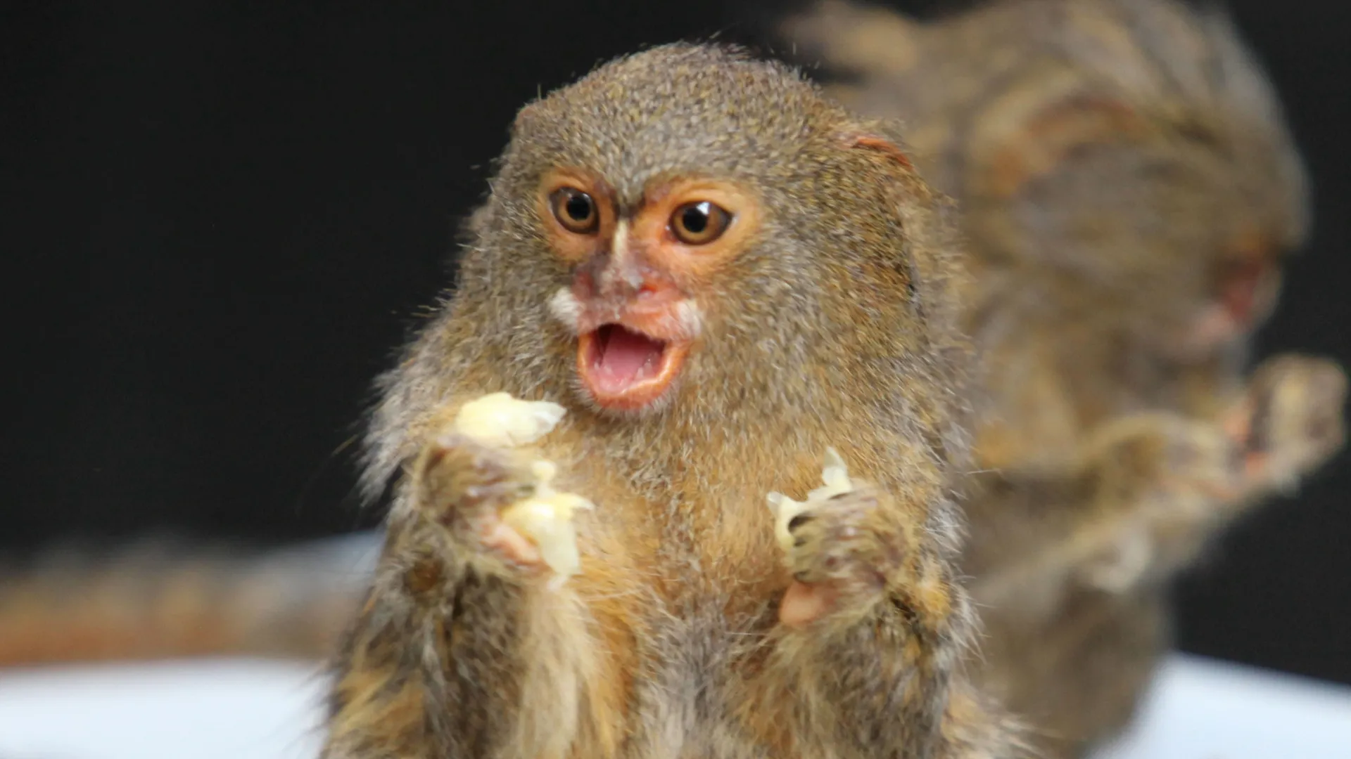 thumbnail - S2:E8 Monkey May I?