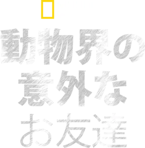 動物界の意外なお友達