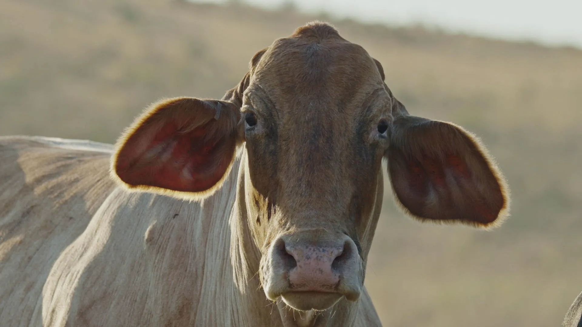 thumbnail - S1:E3 Unexplained Cattle Mutilations