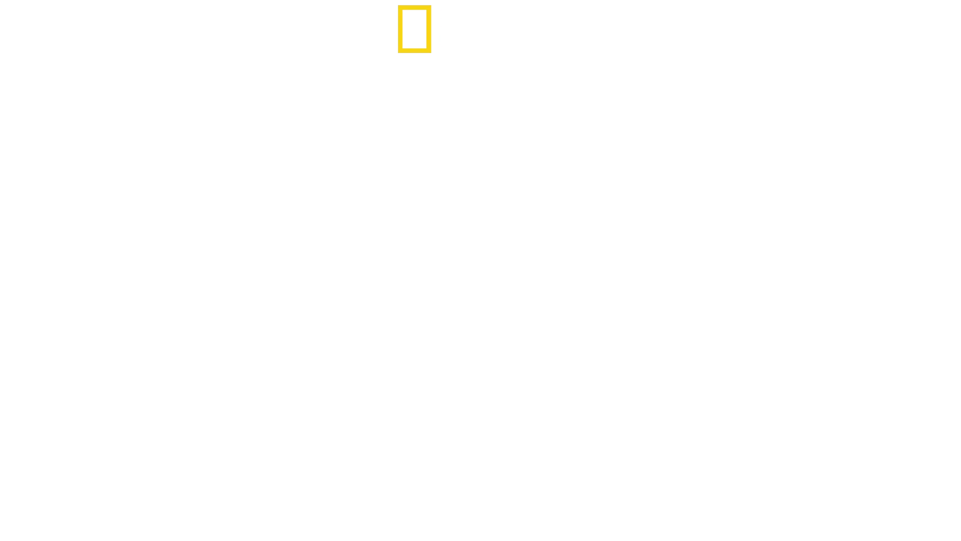 Tubarões de perto com Bertie Gregory