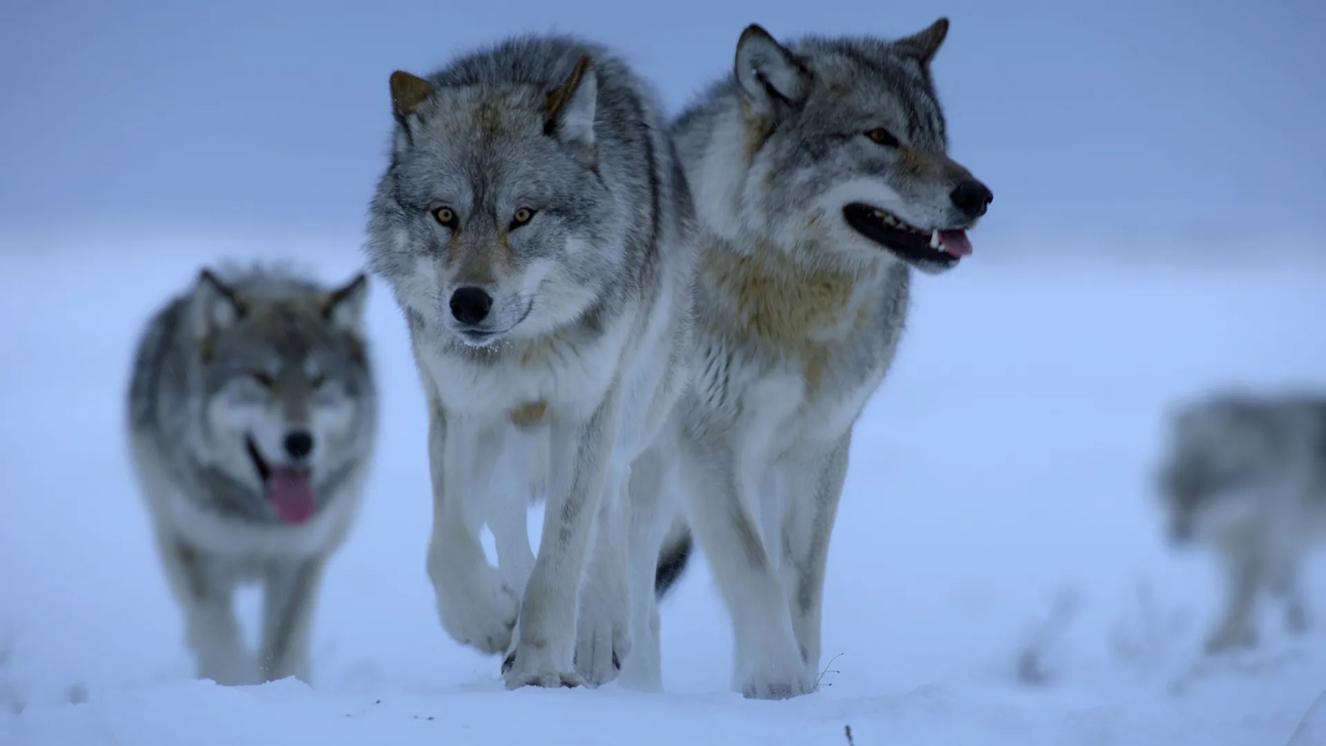 thumbnail - S1:E5 The Frozen North