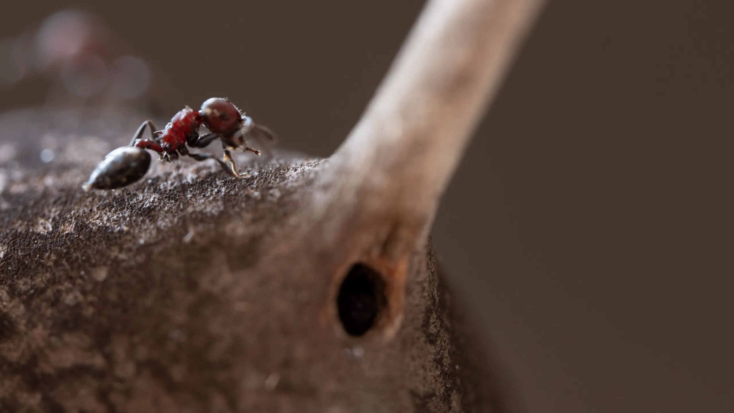 thumbnail - S1:E4 Land of Giants