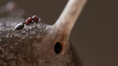 thumbnail - S1:E4 Land of Giants