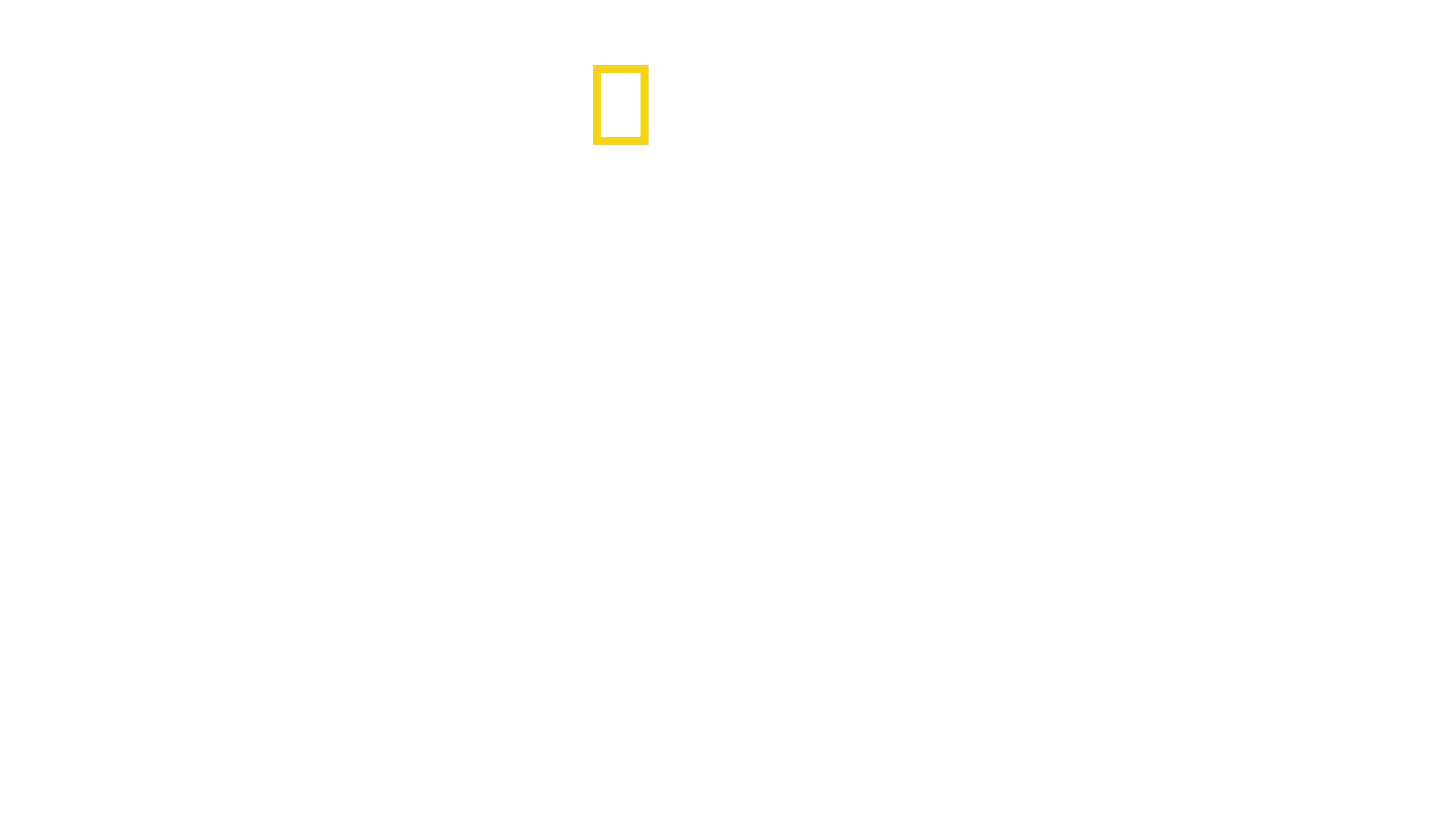 Thailand's Wild Cats