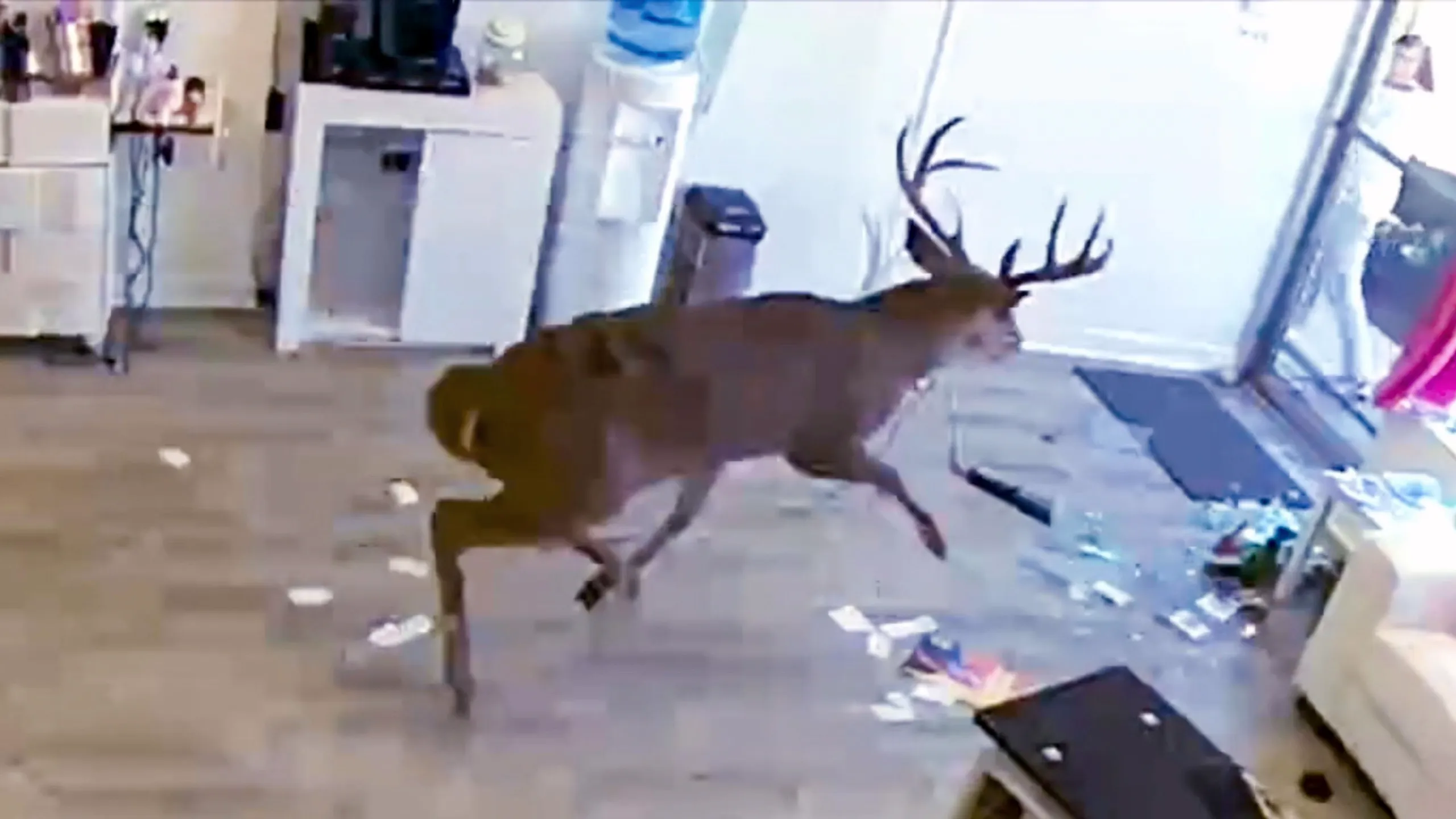 thumbnail - S2:E17 Animal Invasions