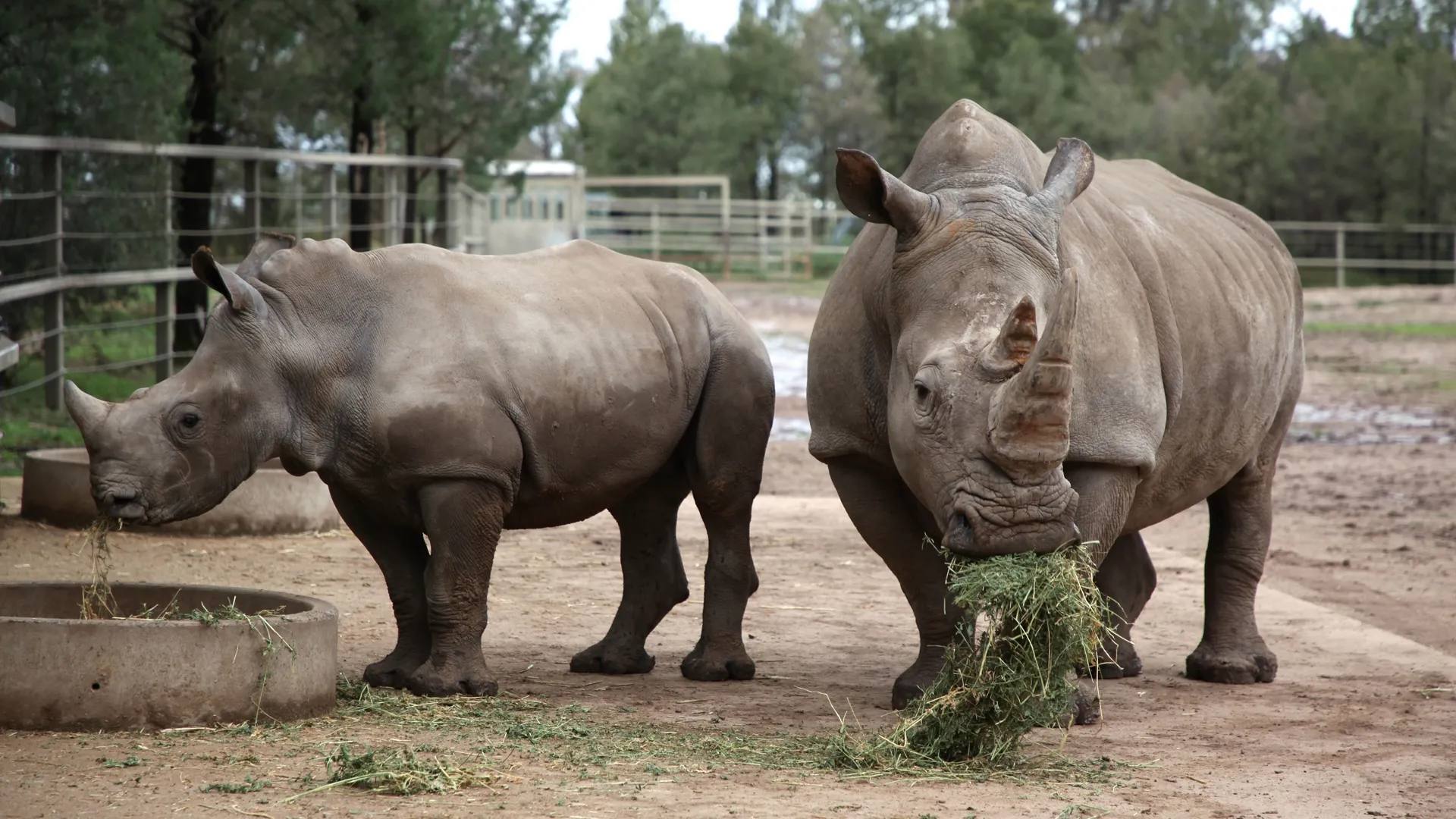 thumbnail - S2:E11 Rhi-Yes Or Rhino?