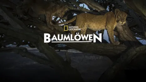 thumbnail - Baumlöwen: Rückkehr nach Uganda