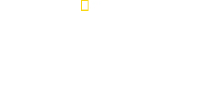 King Tut In Color