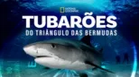 thumbnail - Sharks of The Bermuda Triangle
