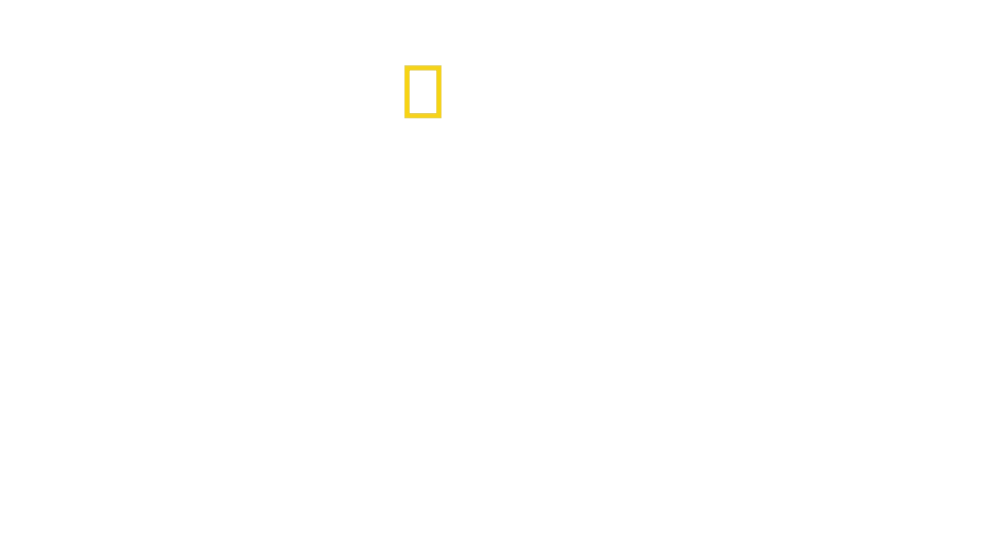Seducción Alada: Aves del Paraíso