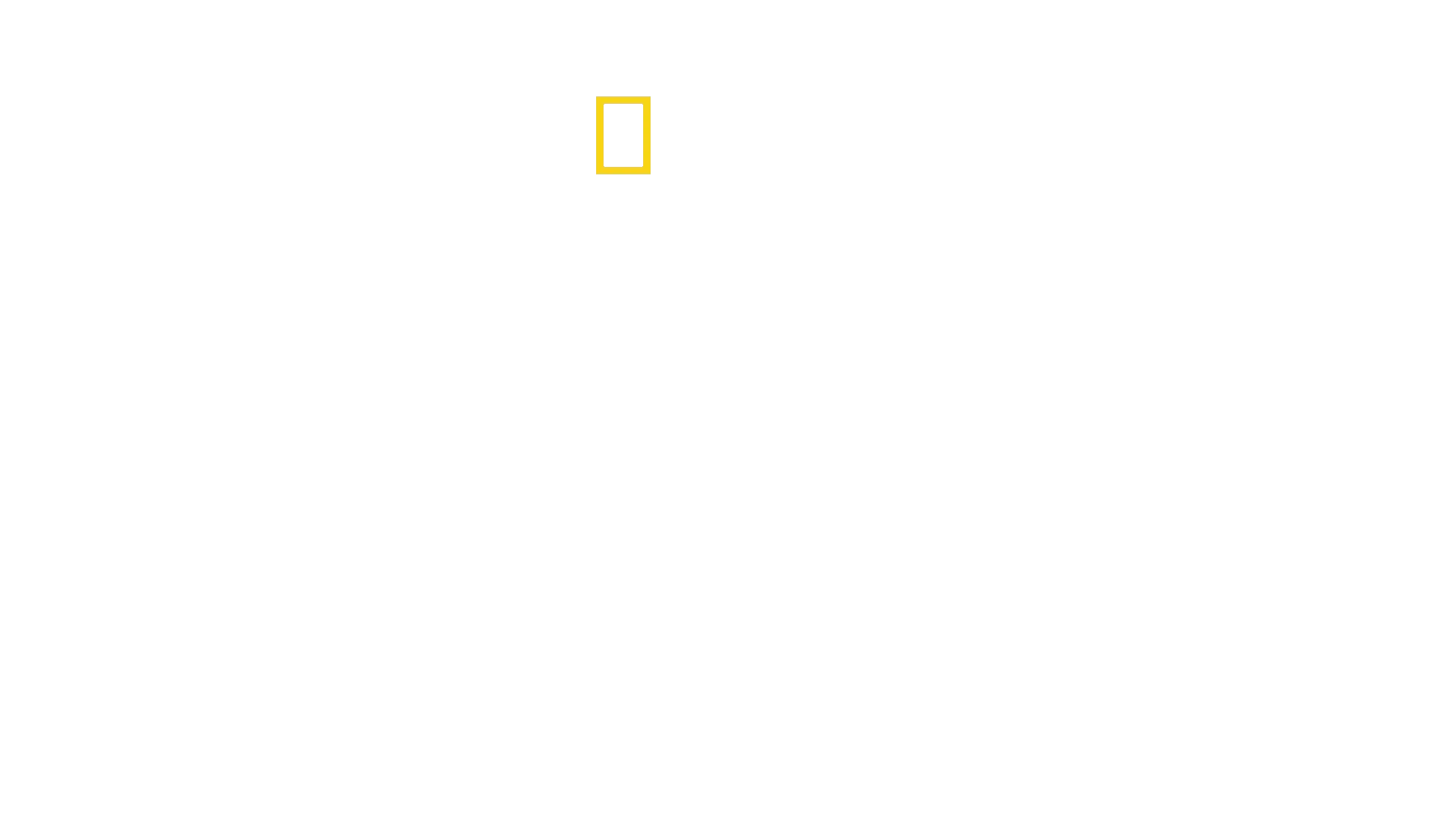 Seducción Alada: Aves del Paraíso