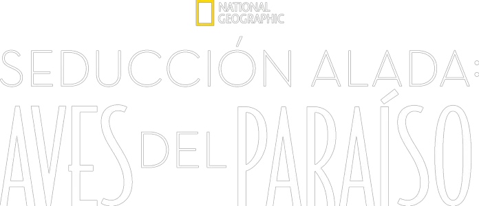 Seducción Alada: Aves del Paraíso