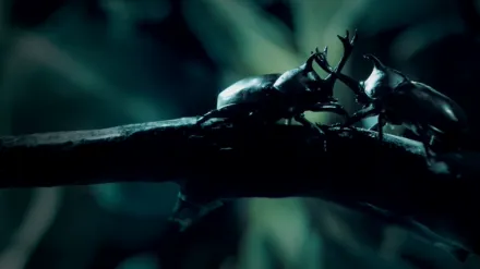 Little Matters: Insects