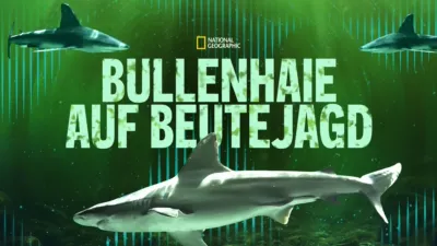 thumbnail - Bullenhaie auf Beutejagd