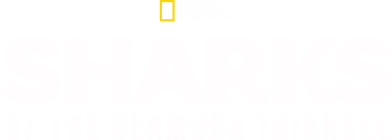Sharks Of The Bermuda Triangle