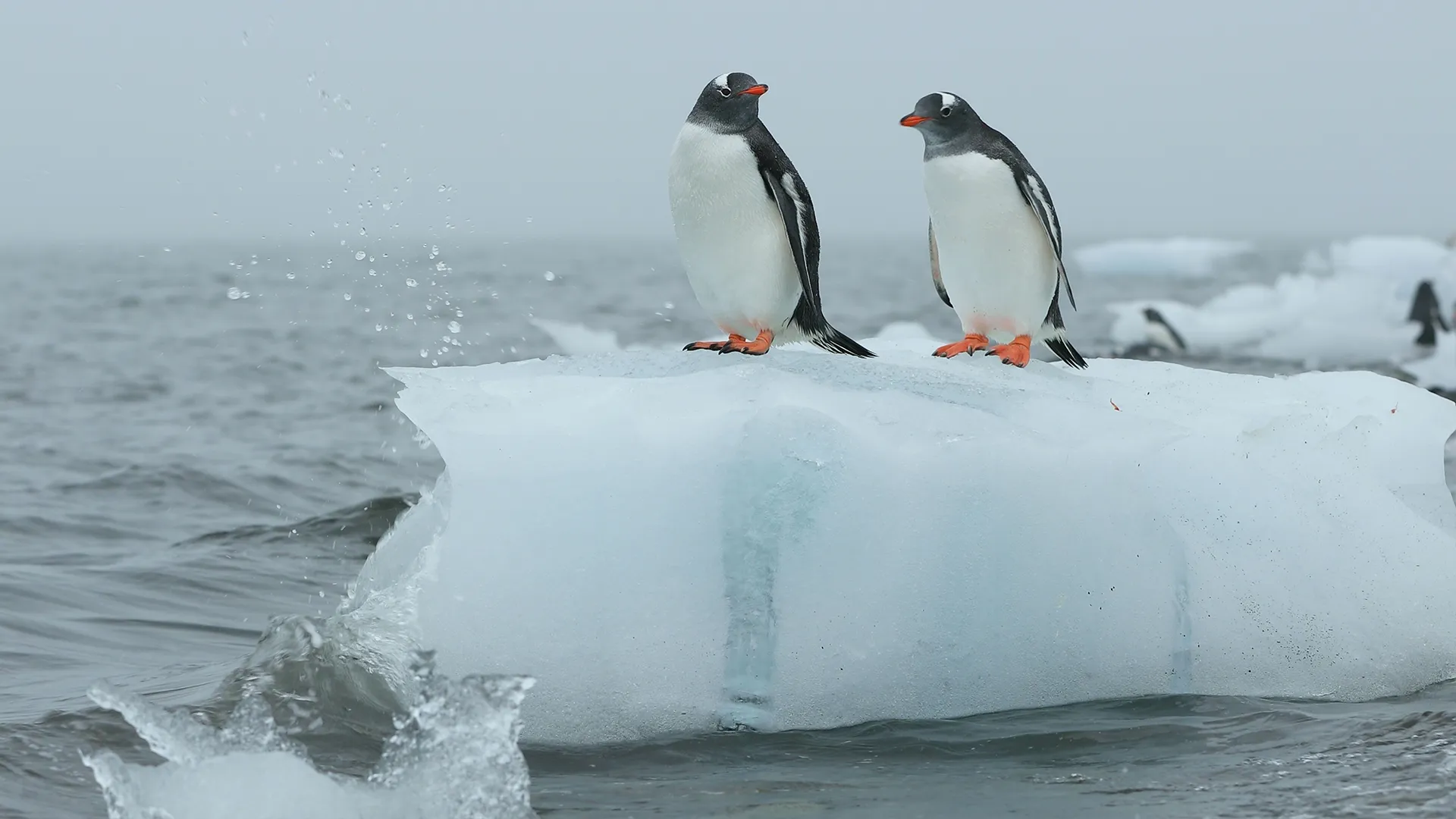 thumbnail - S1:E1 A Penguin Proposal