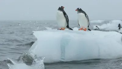 thumbnail - S1:E1 A Penguin Proposal