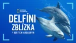 thumbnail - Delfíni zblízka s Bertiem Gregorym