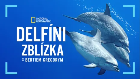 thumbnail - Delfíni zblízka s Bertiem Gregorym