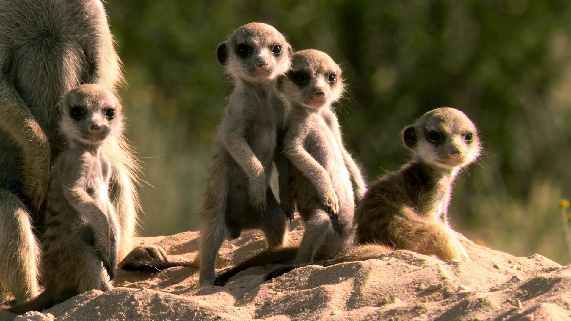 thumbnail - S1:E3 Meerkat Survival School